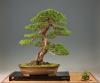 Őszi Bonsai Kiállítás 2015