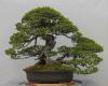 bonsai