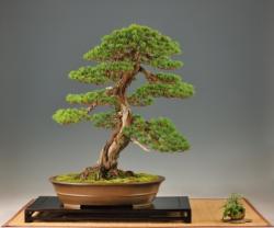Őszi Bonsai Kiállítás 2015