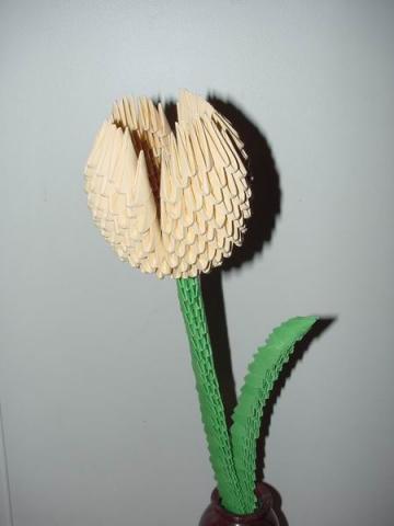 ori_bhh_tulipanom ori_bhh_tulipanom